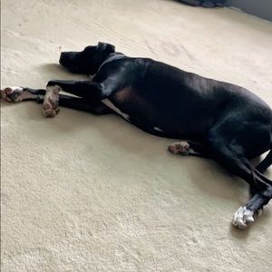 Meet your Posher, Owen